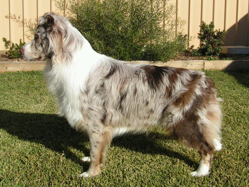 Metalhound K9 Grooming