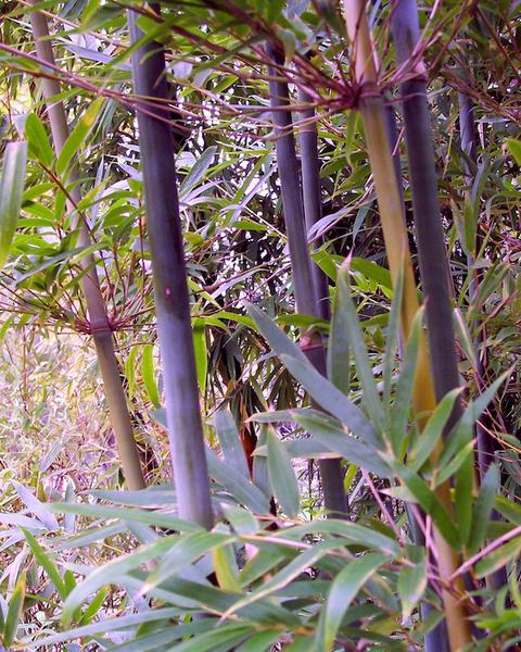 Western Bamboo