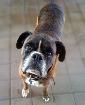 Always Best Home & Pet Minding