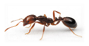 Earth Safe Pest Control
