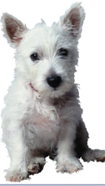 Hunter Valley Dog Boarding