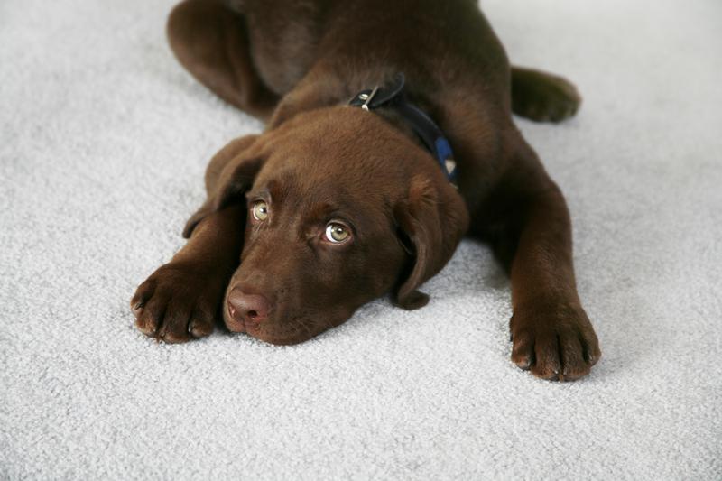 Angie's Carpet Cleaning