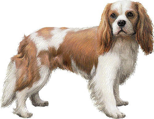 Cavalrite Kennels