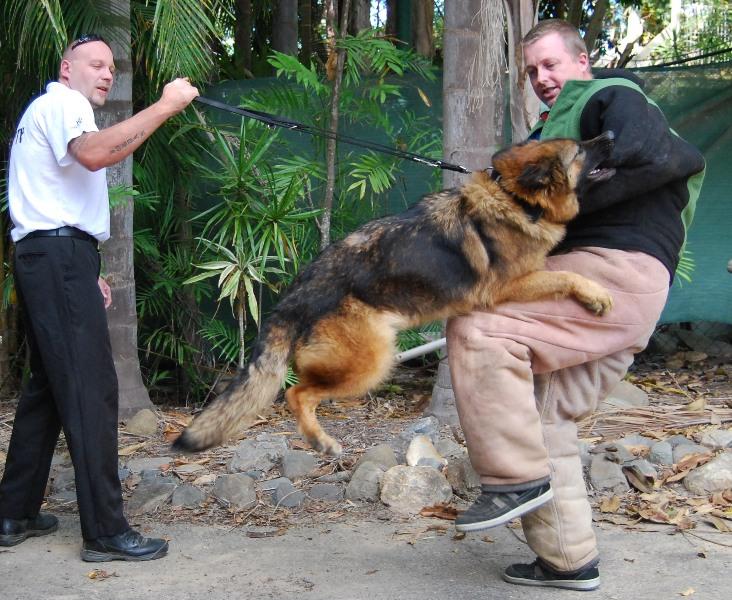 Multi National K9