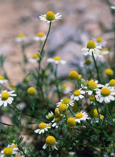 Margaret River Natural Medicine