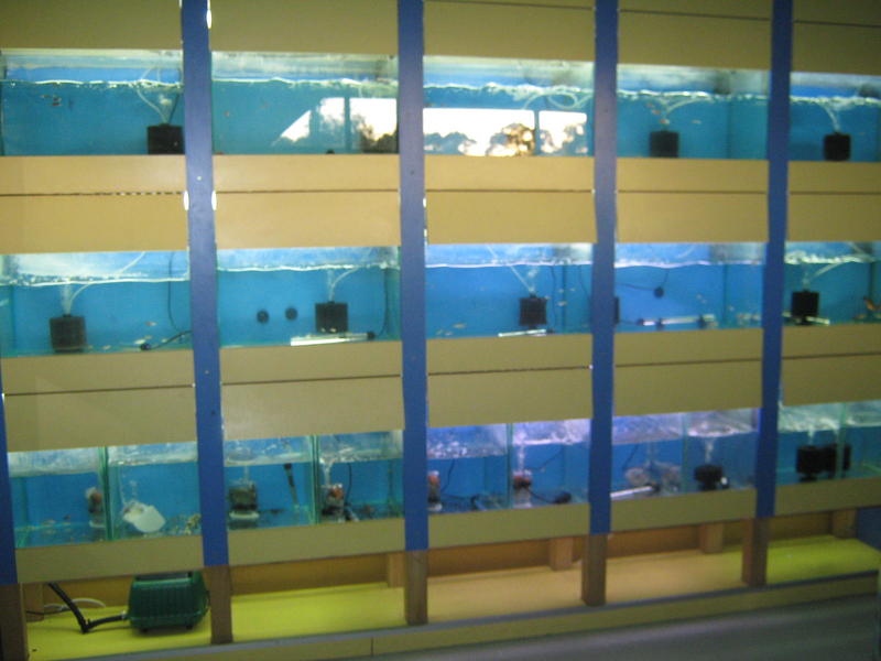Something Fishy Aquariums
