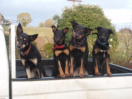 Yarraman Kelpies