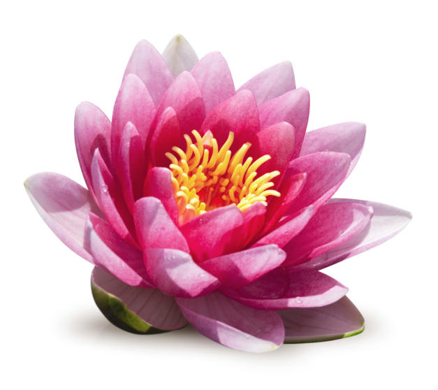 Sydney City Acupuncture