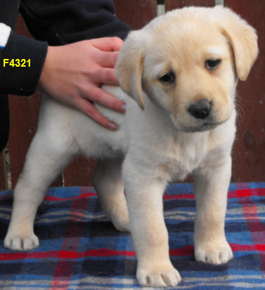 Labrador Retrievers
