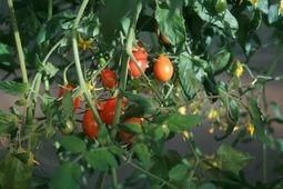 Farm Fresh Aquaponics