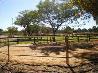 Horse Riding Lessons Perth
