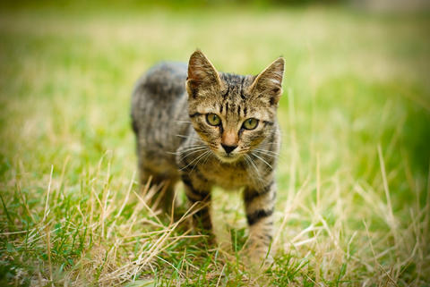 The Pet Practitioner