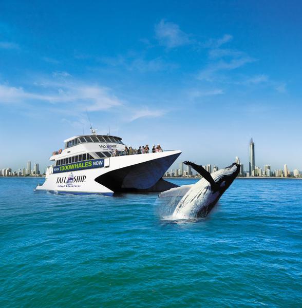 Whale Watching Gold Coast
