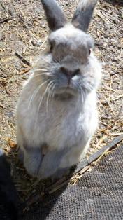 Rabbits Board Inside: Bellbird Ave