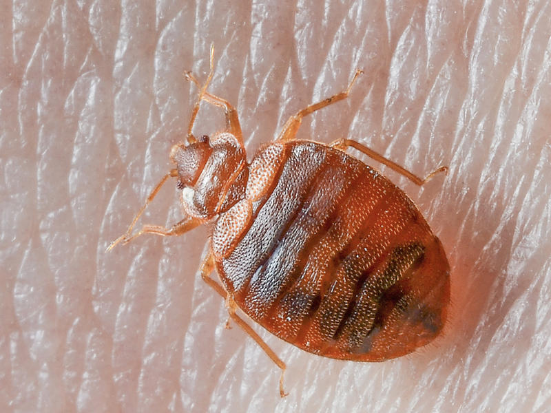 Impressive Pest Control: Caboolture