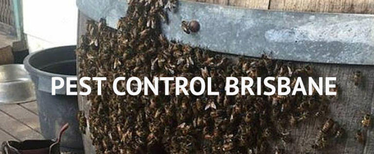 Sparkling Pest Control: Toowoomba