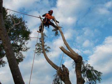 Professional Tree Works: Ashmore