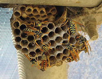 Bee Removal Brisbane