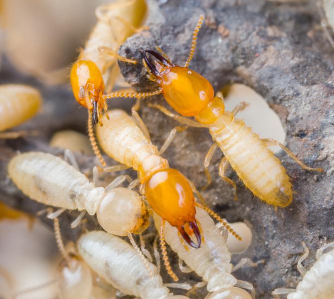 Kawana's Top Choice Pest Control