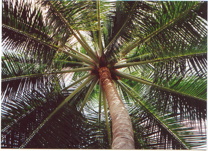 Cairns Tree Lopping & Coconut Removal