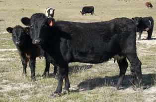 Heritage Cattle