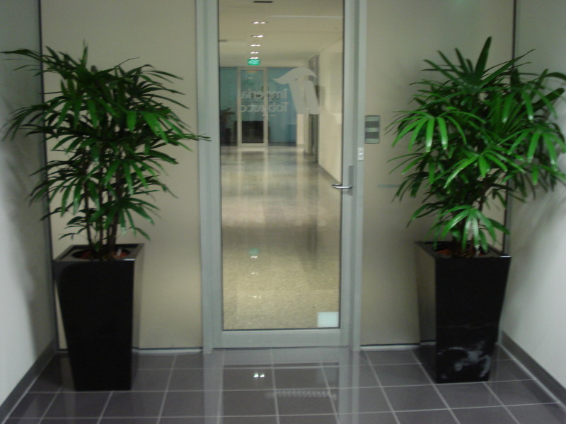 Luwasa Indoor Plant Hire