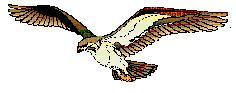 Peregrine Consultancy Services