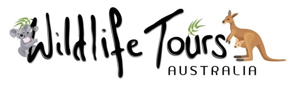 Wildlife Tours