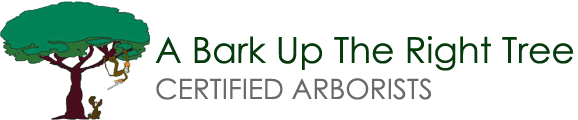 A Bark Up The Right Tree