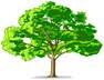 Murray’s Tree Services