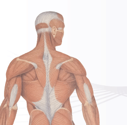 Phillip Island Massage Therapy